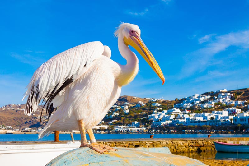Mykonos Tips Pelican